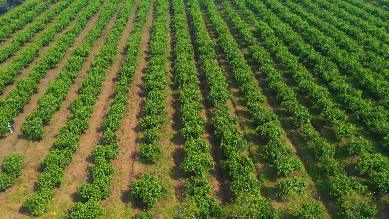 航拍桑葚种植基地  果园航拍