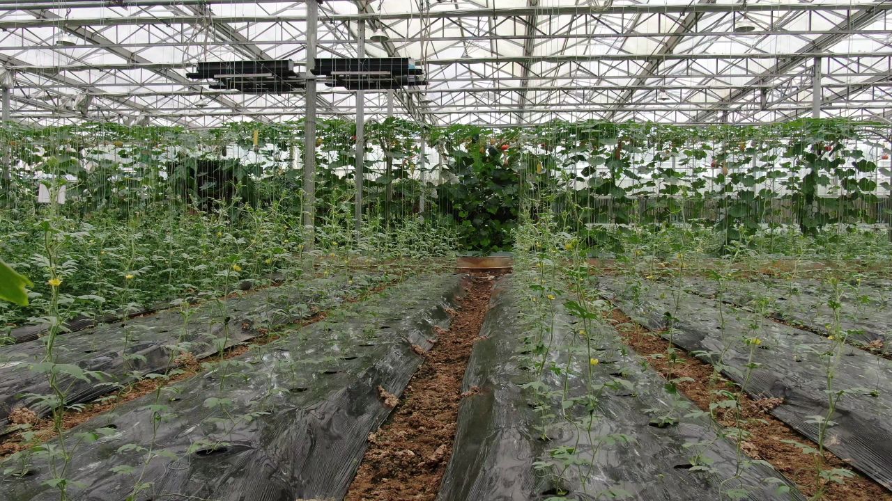 农业种植大棚有机蔬菜 