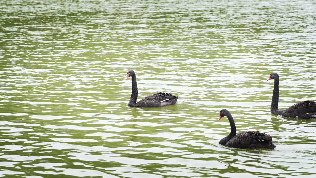 三只黑天鹅湖中游弋