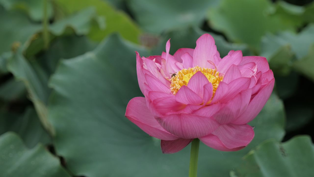 荷花 24