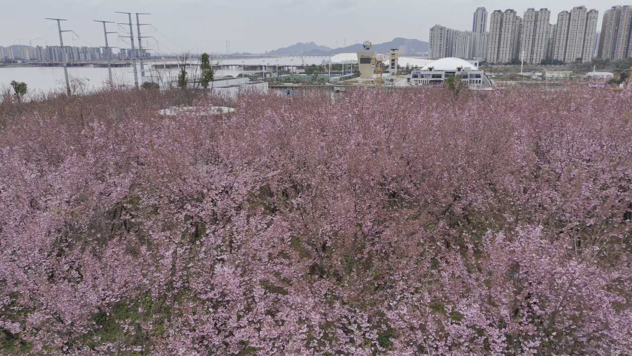城市中的樱花盛开
