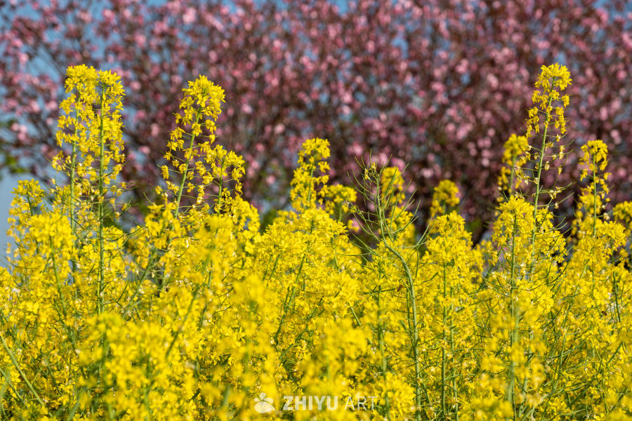 油菜花海 31