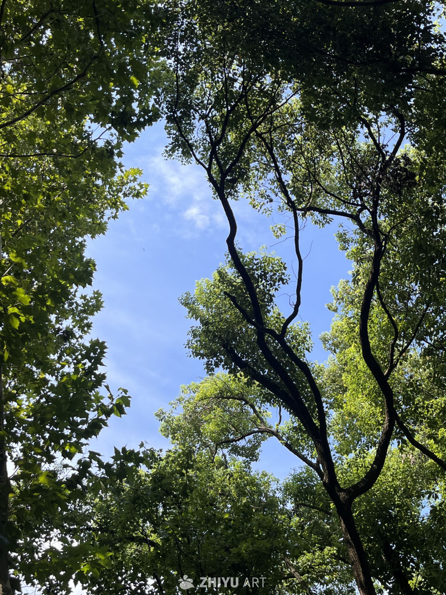 树梢下的蓝天
