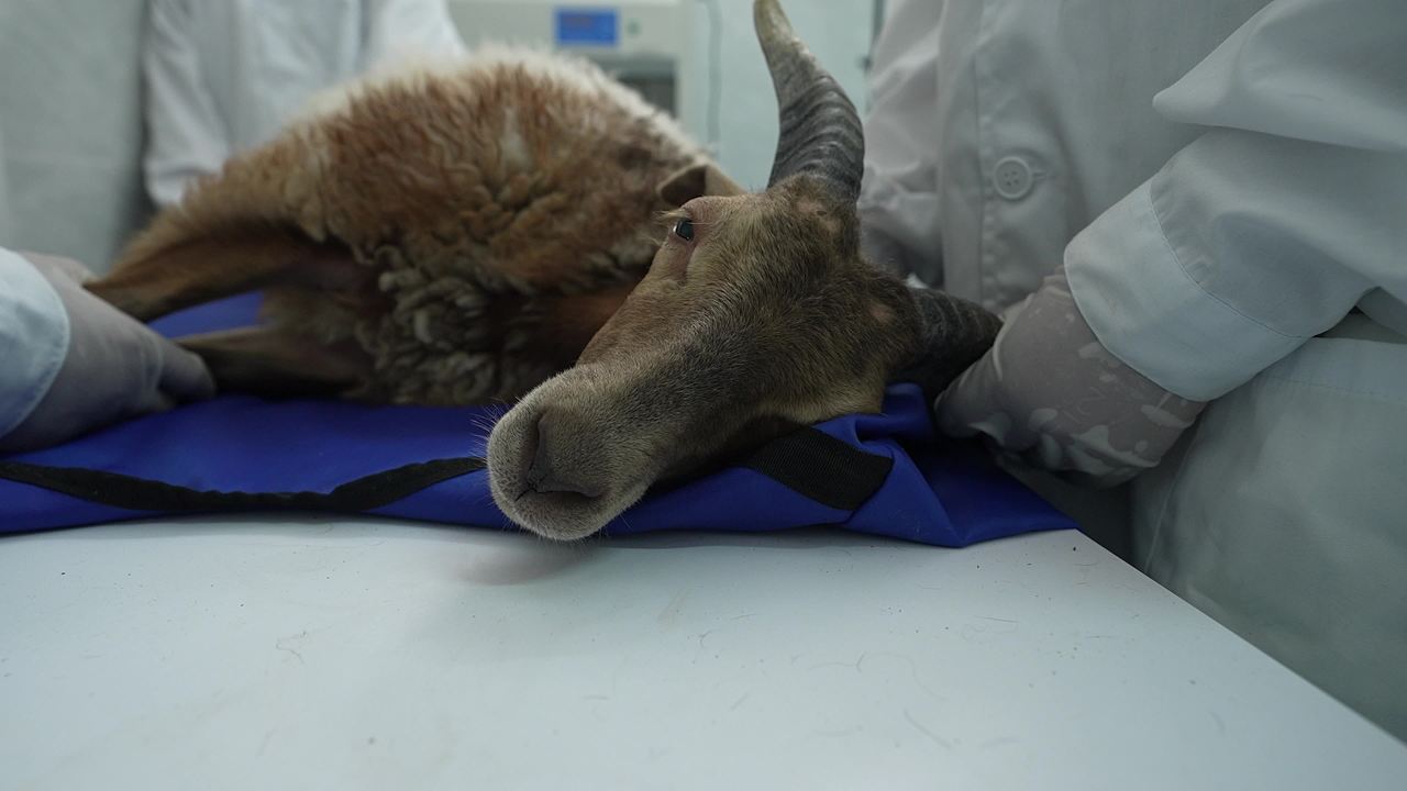 畜牧兽医团队工作记录