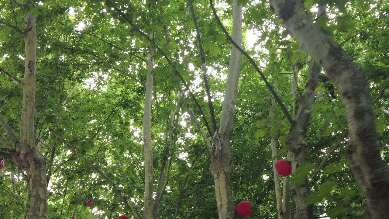 夏日参天大树法国梧桐实拍绿色植物 
