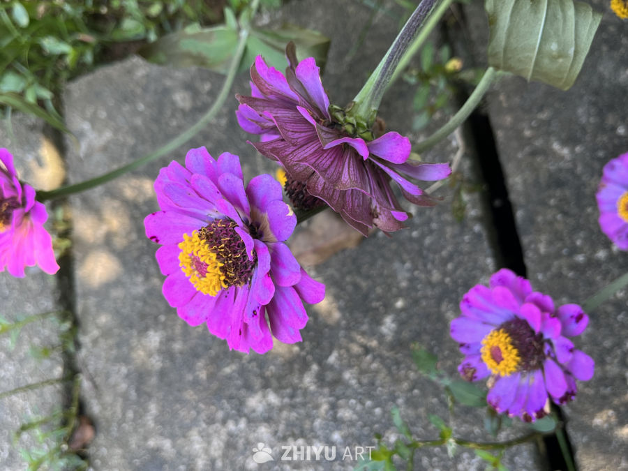 紫色花朵与枯萎之美