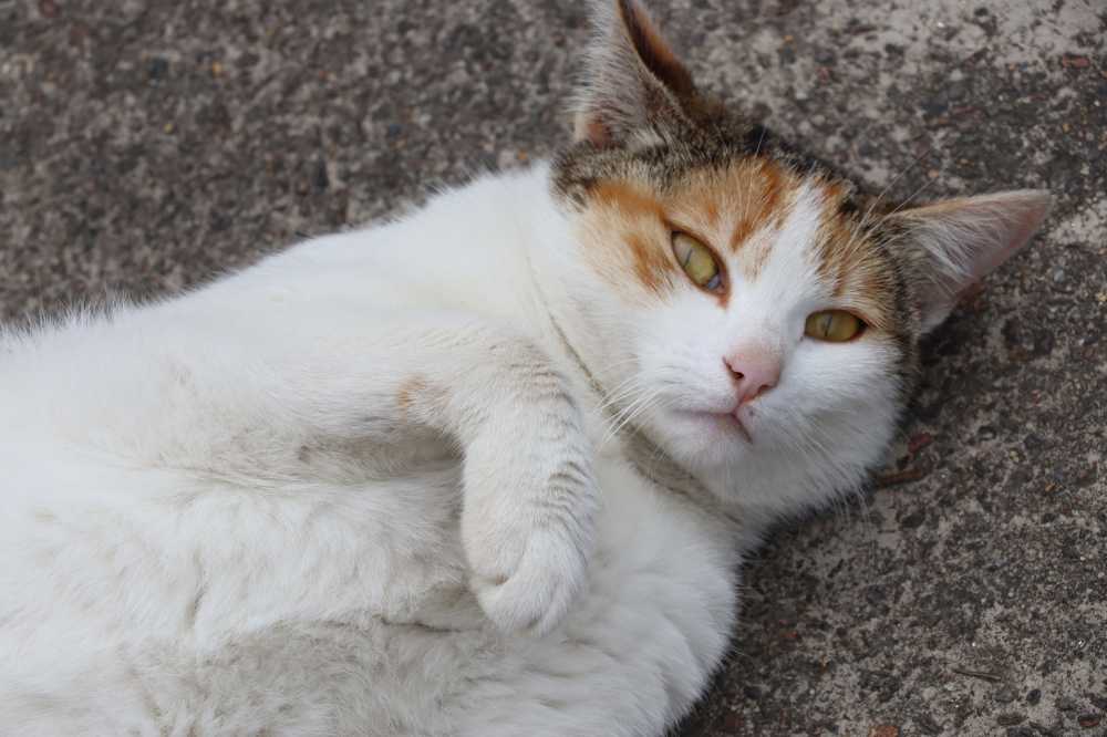温暖的午后，躺在地上撒娇的猫咪学长