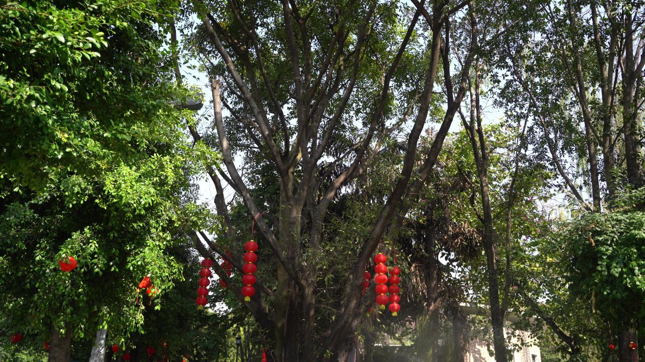 喜庆扫街 46