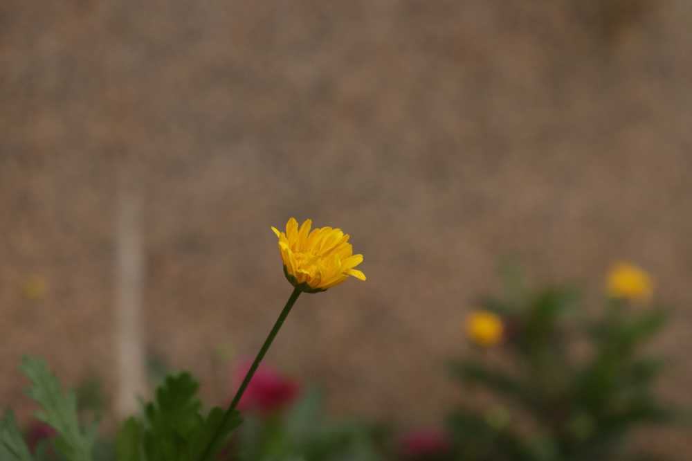 小雏菊