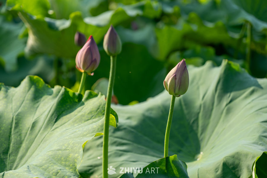 荷花 81