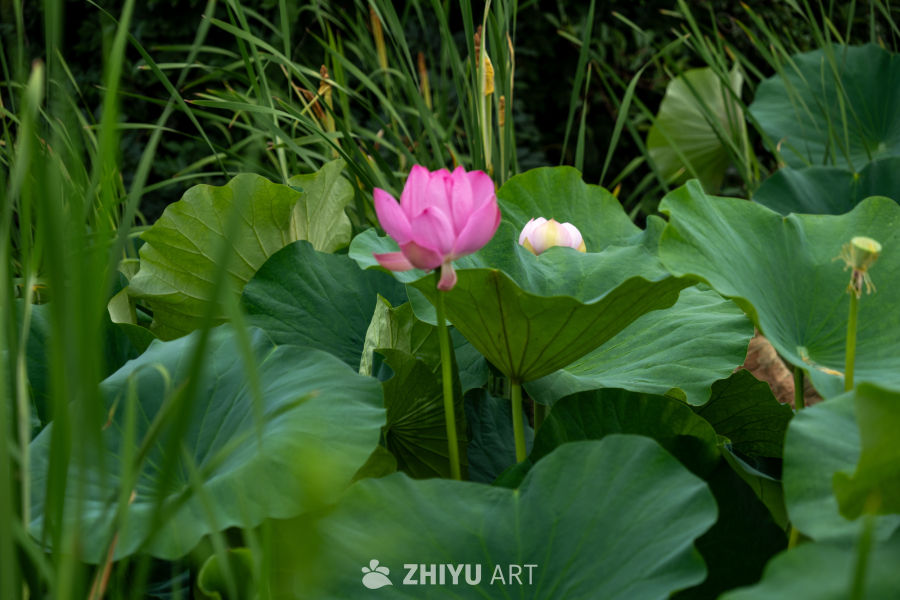 荷花 3