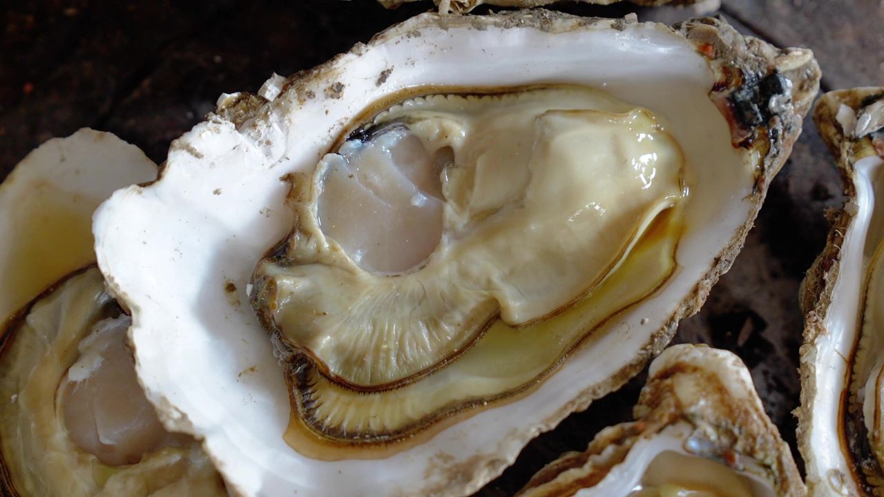 炉子烤生蚝烤牡蛎特写
