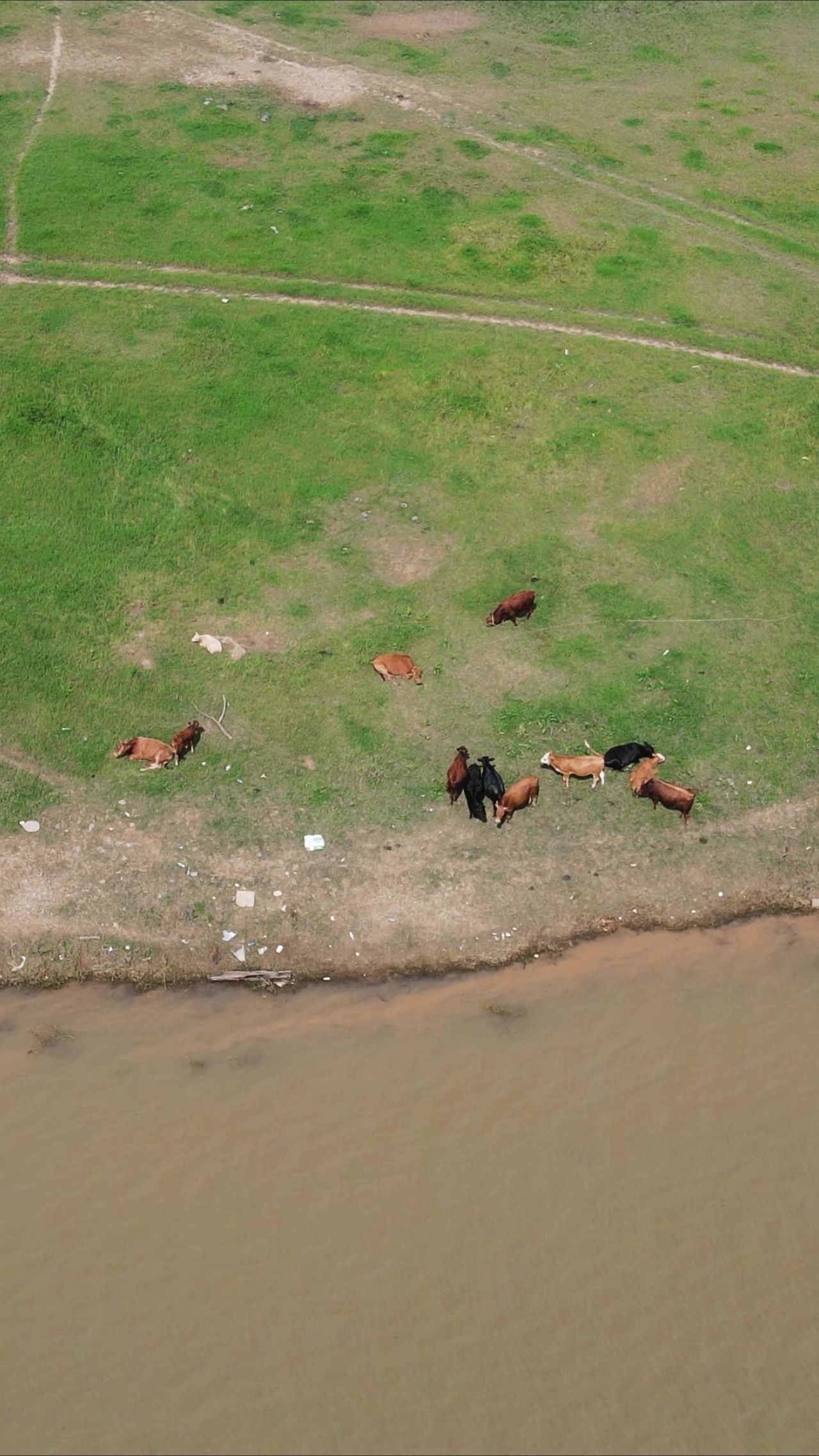  航拍河边牛羊成群动物竖屏