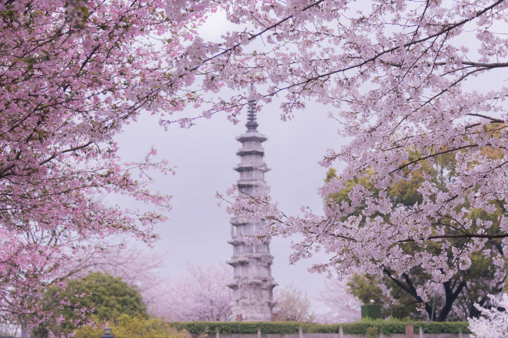 白塔公园的春天