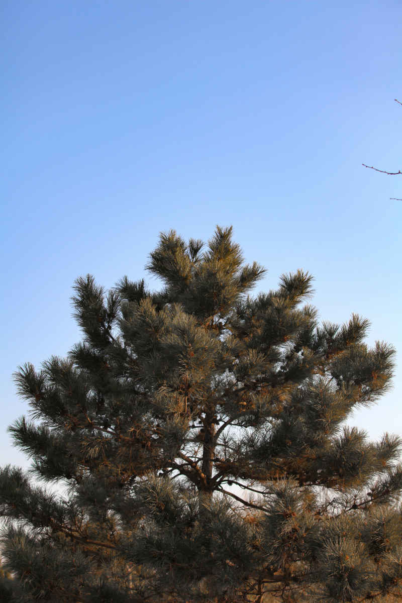 雪后 12