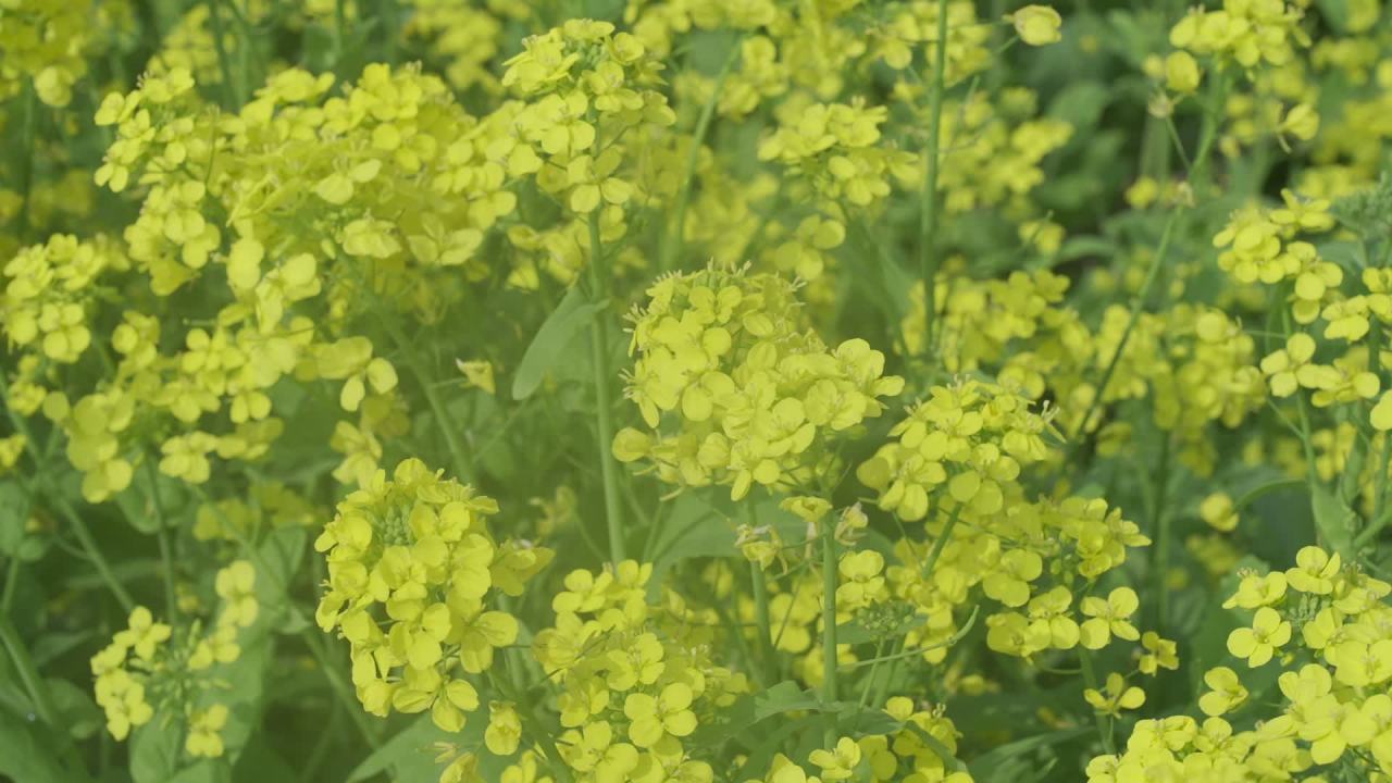 油菜花盛开 8