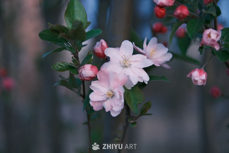 春天海棠花 8