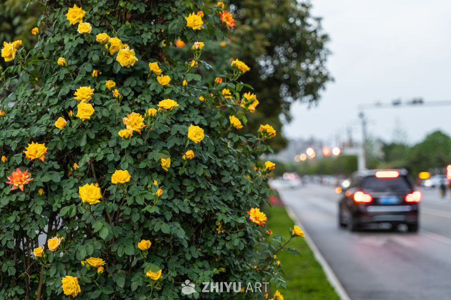 月季花 9