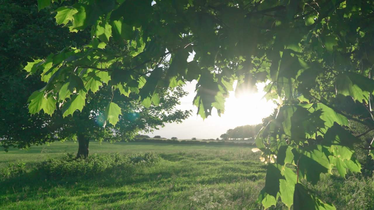 阳光透过树叶