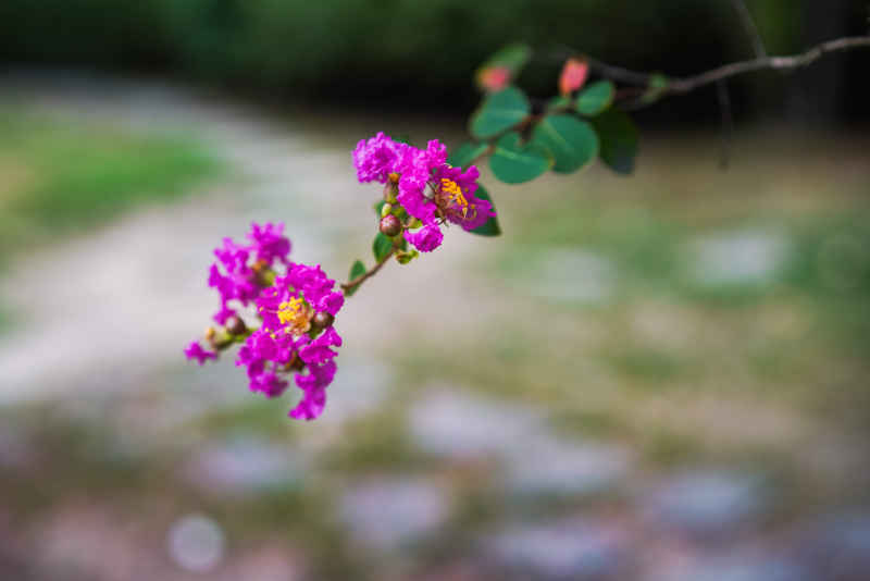紫薇花 13