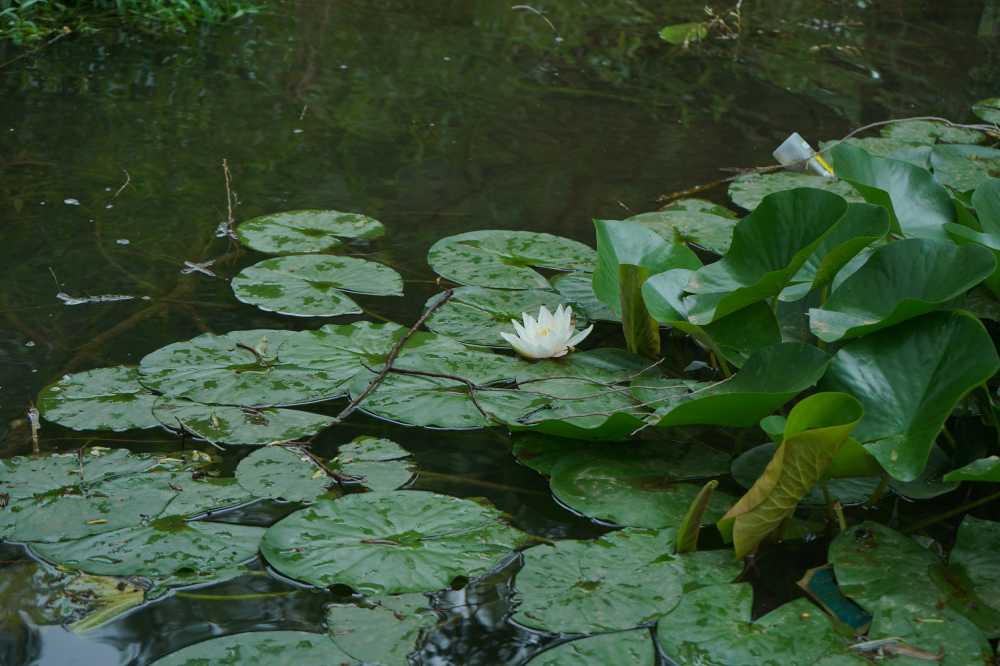 莲花