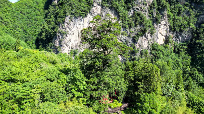 航拍湖北神农架神农坛千年杉树  