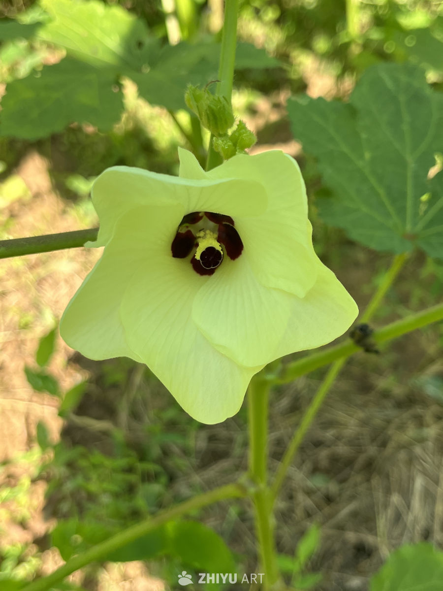 黄花深心静谧