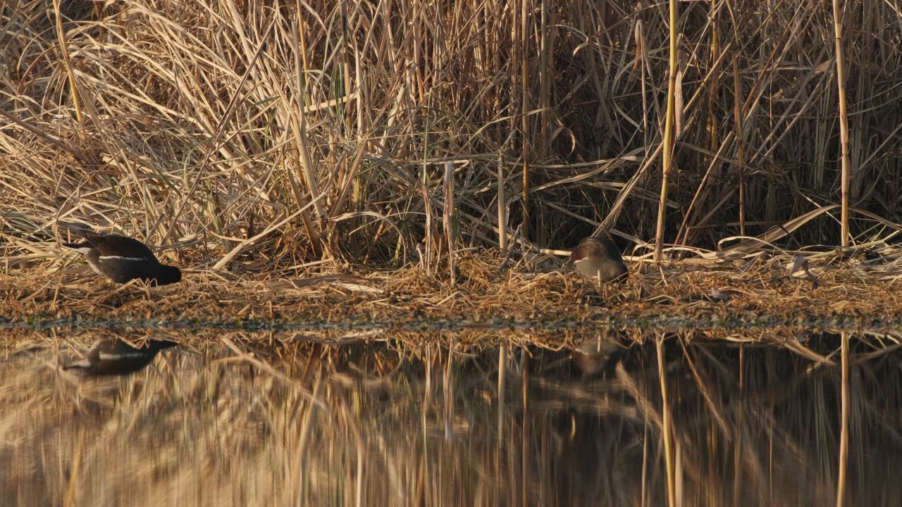 沼泽湿地野生黑水鸡秧鸡 20