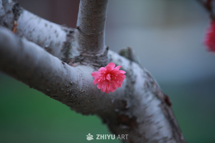樱花绽放的树干