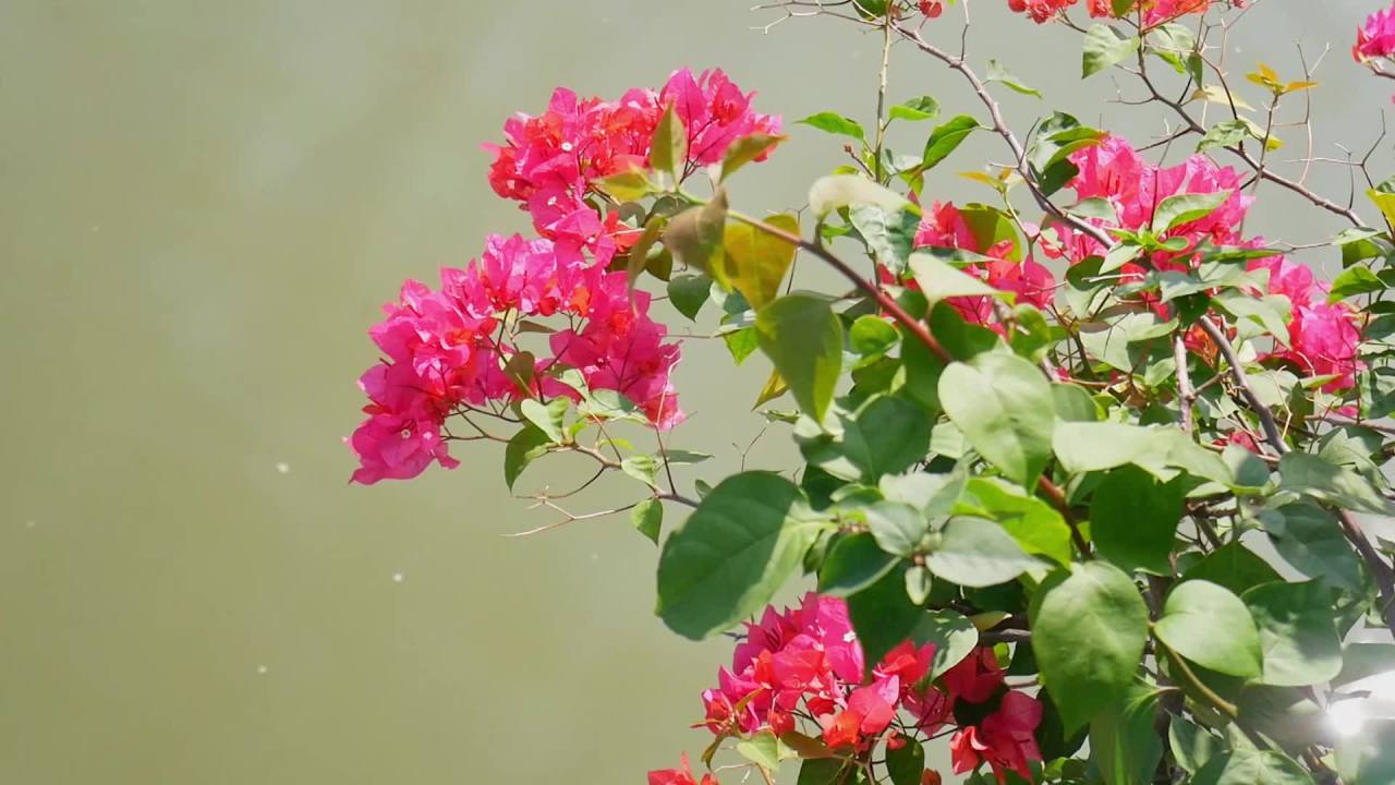 阳光微风河边三角梅6
