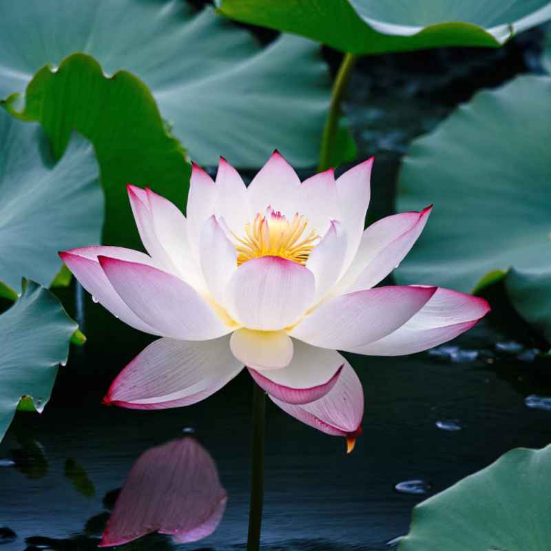 鲜花 22