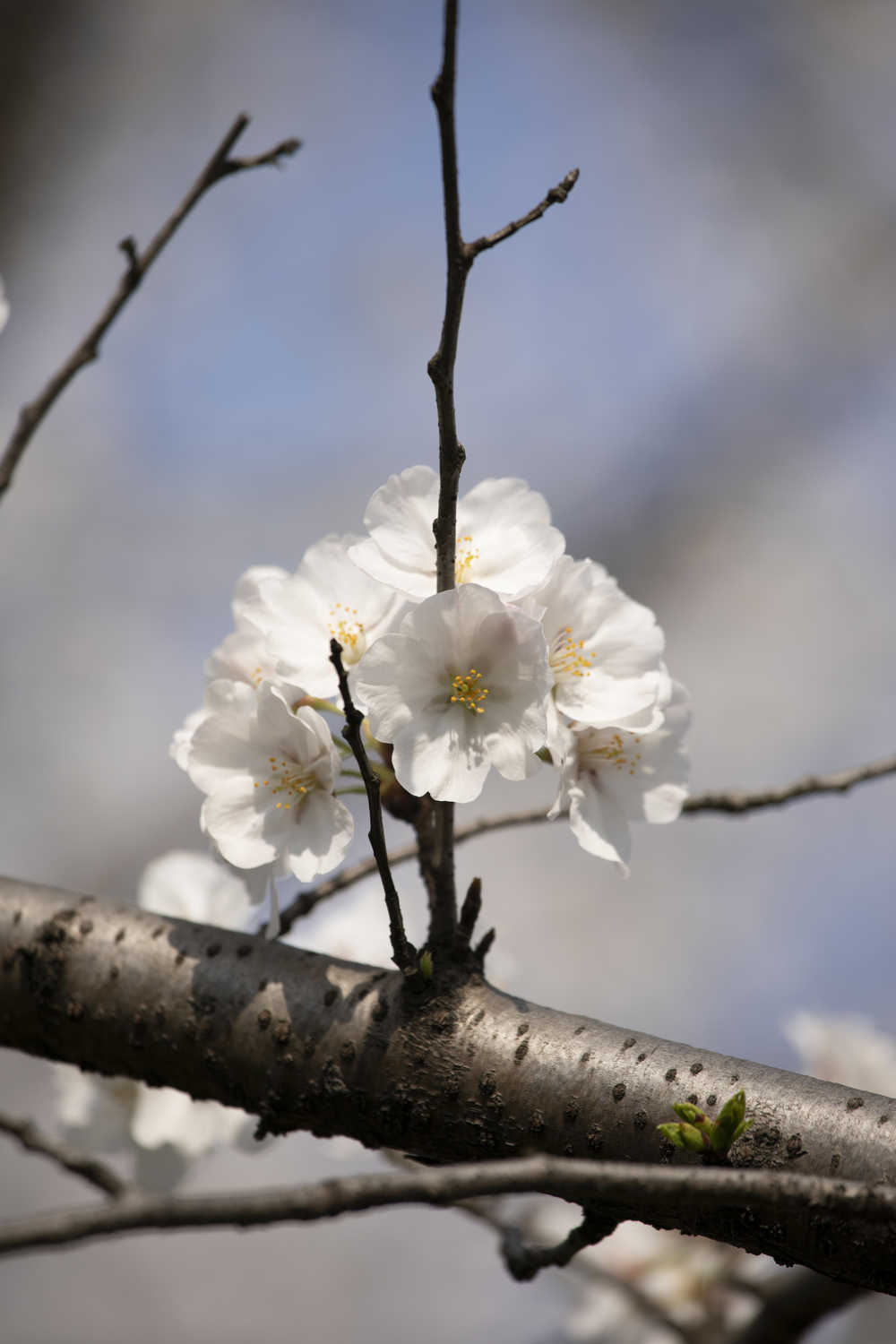 樱花