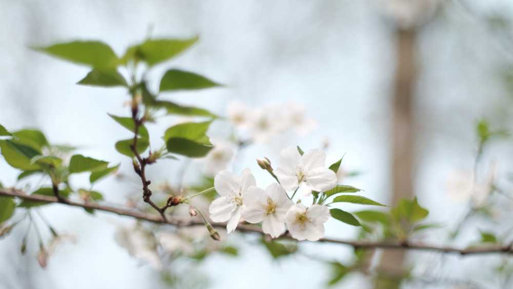 春天里的白花开