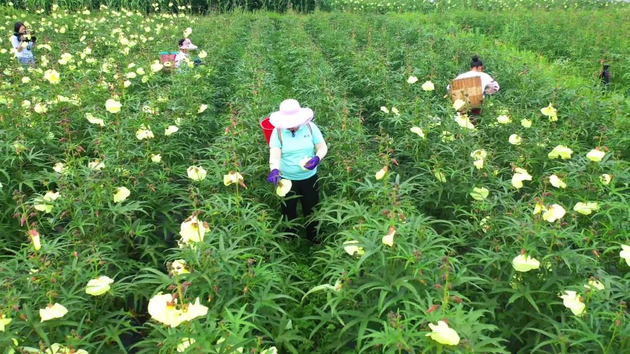 山区中药材黄蜀葵种植基地采收航拍