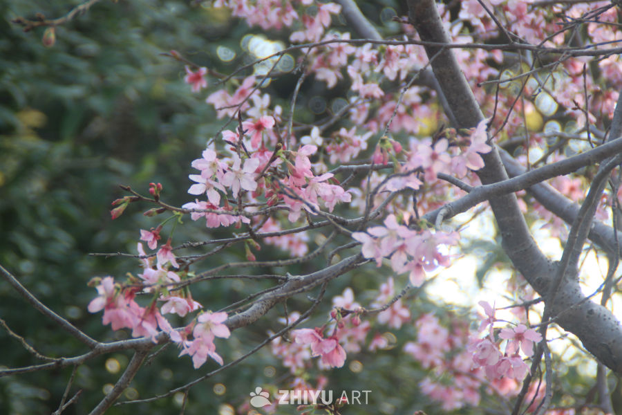 春天当然要拍花