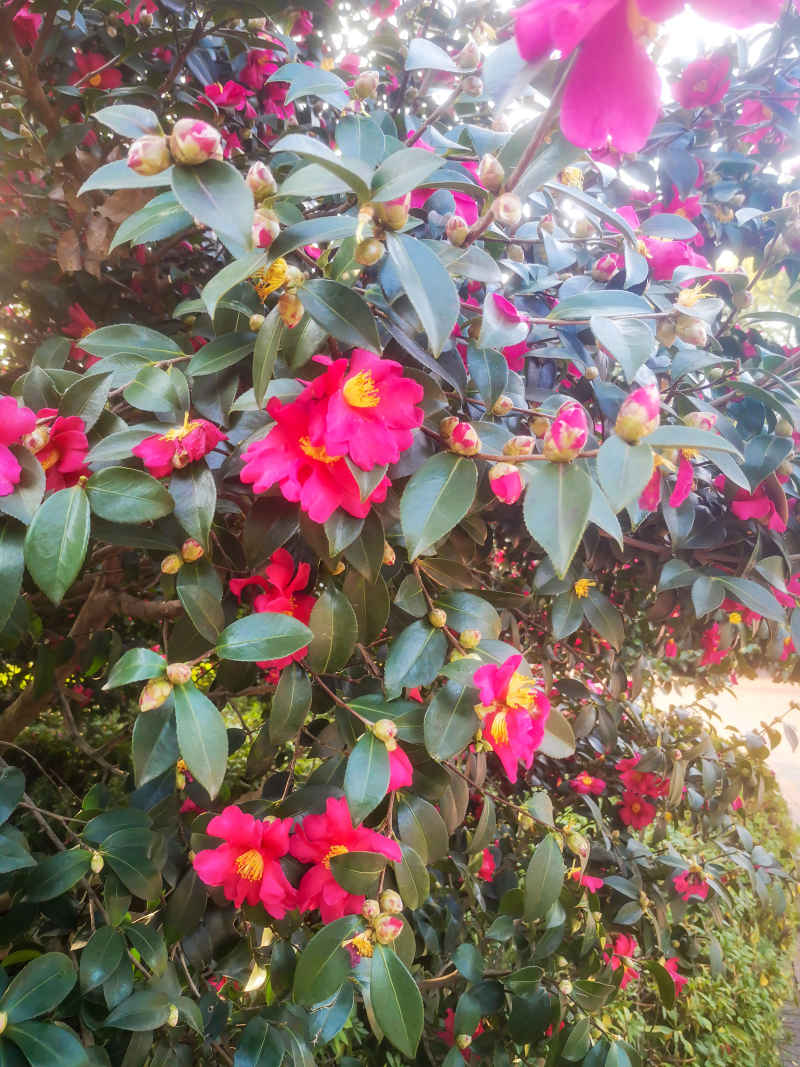 鲜花盛开山茶花花朵植物摄影图 