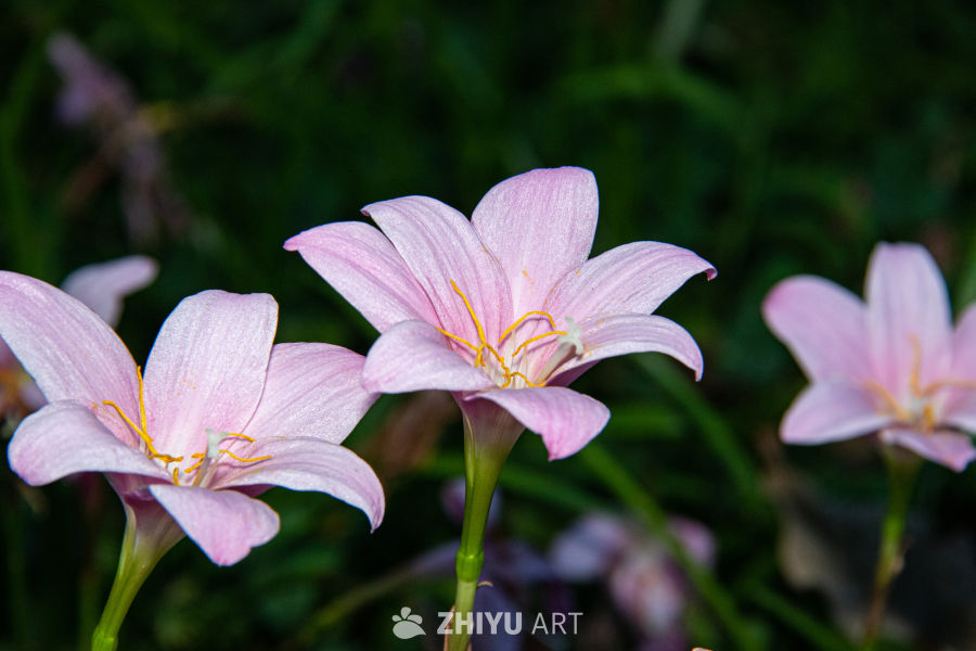 中药材与药材花 17