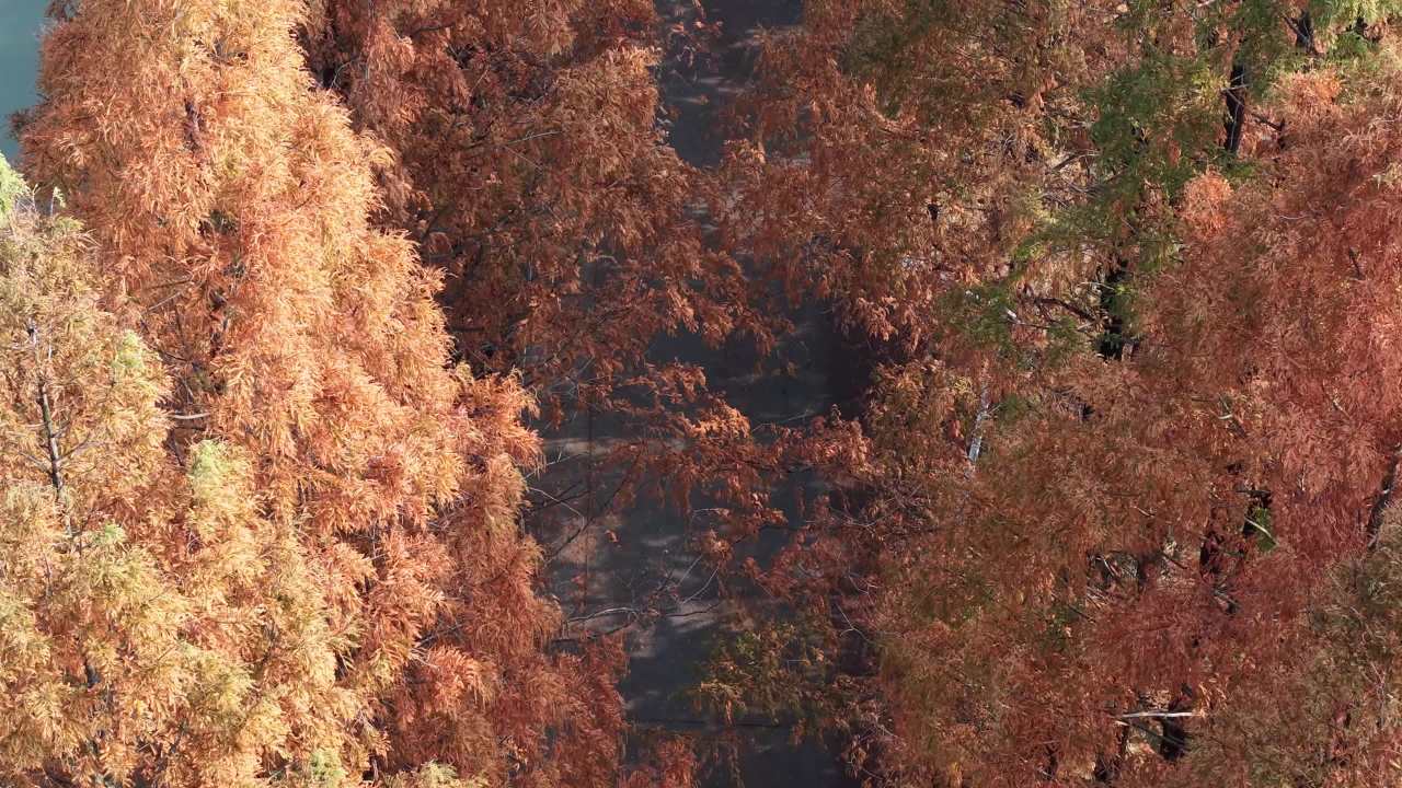 秋日河畔林荫道