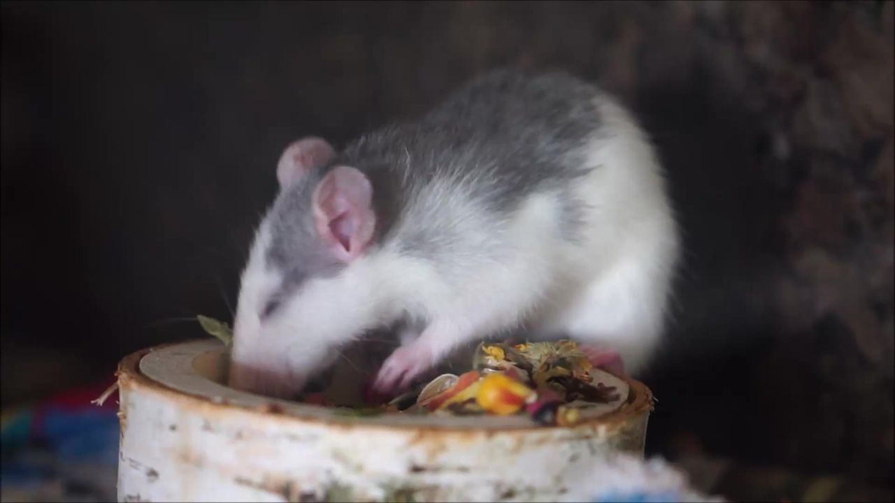 大鼠吃卡盘食品