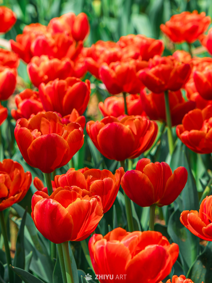 春日郁金香盛开