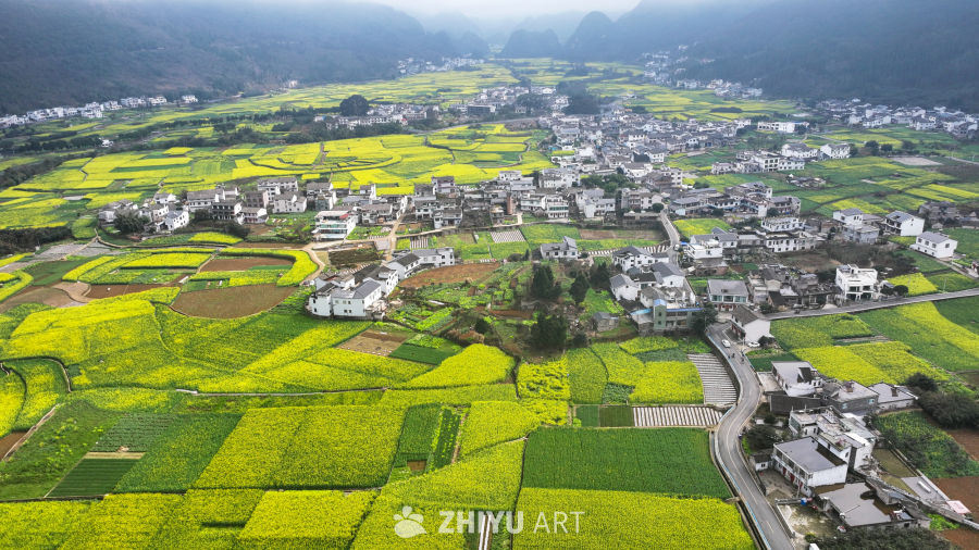 航拍油菜花盛开  美丽乡村 3