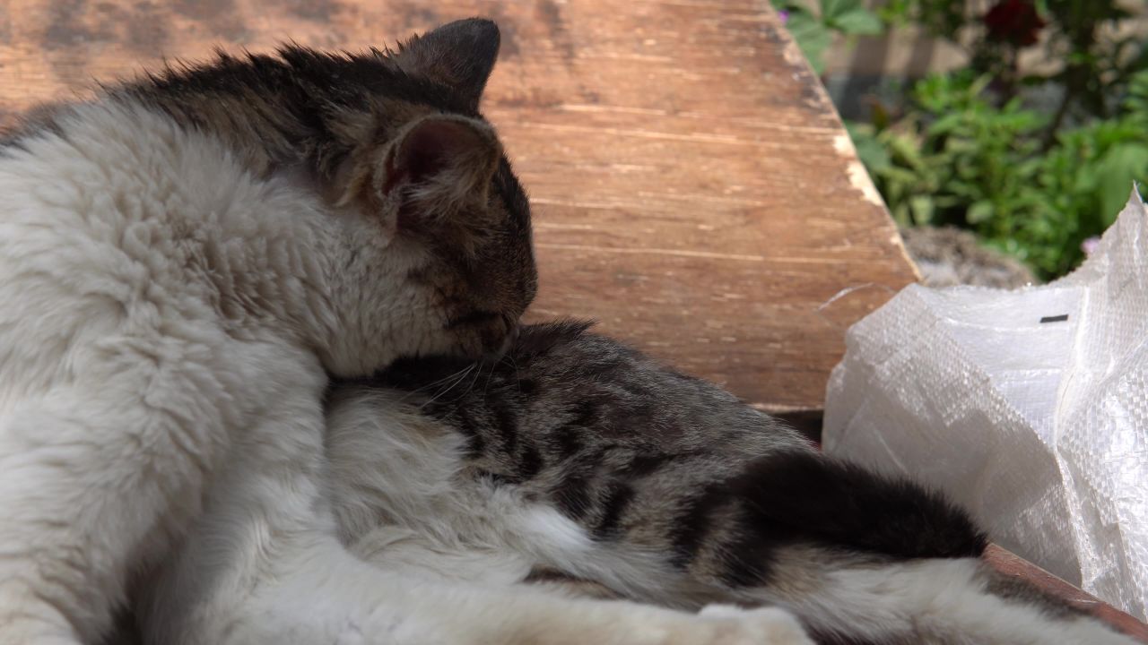 中午休息中的猫咪舔毛