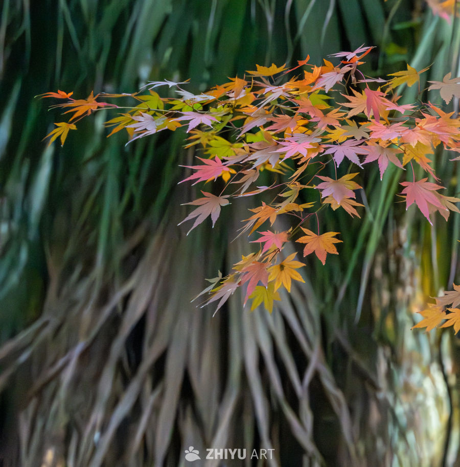 秋日枫叶斑斓景