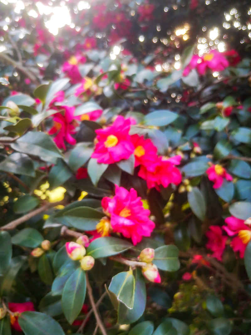 鲜花盛开山茶花花朵植物摄影图 
