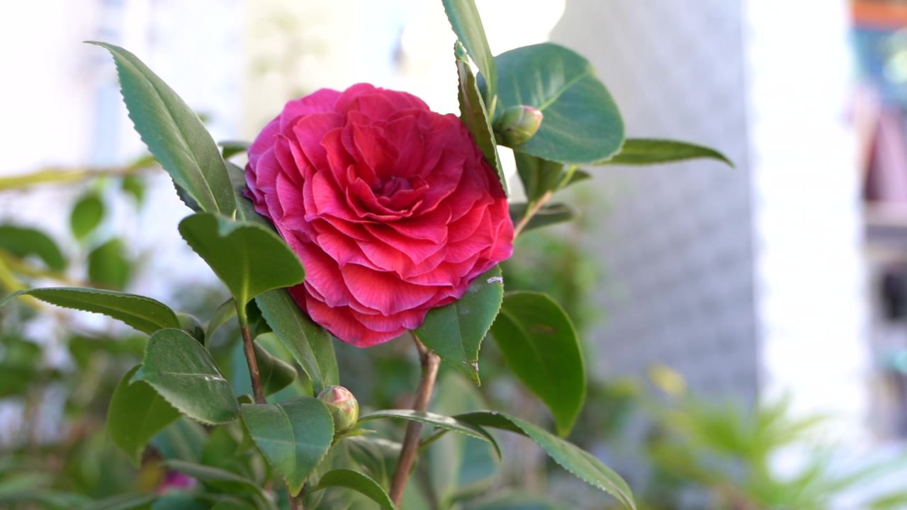 山茶花