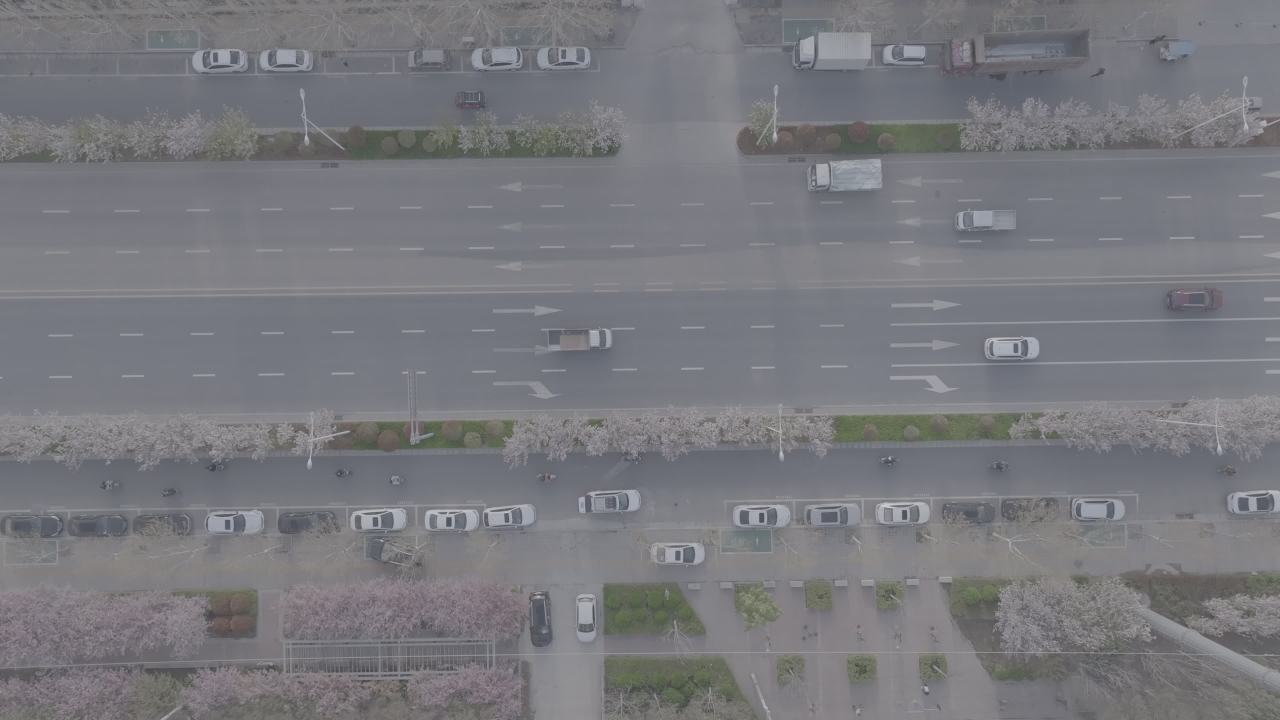城市樱花晨景