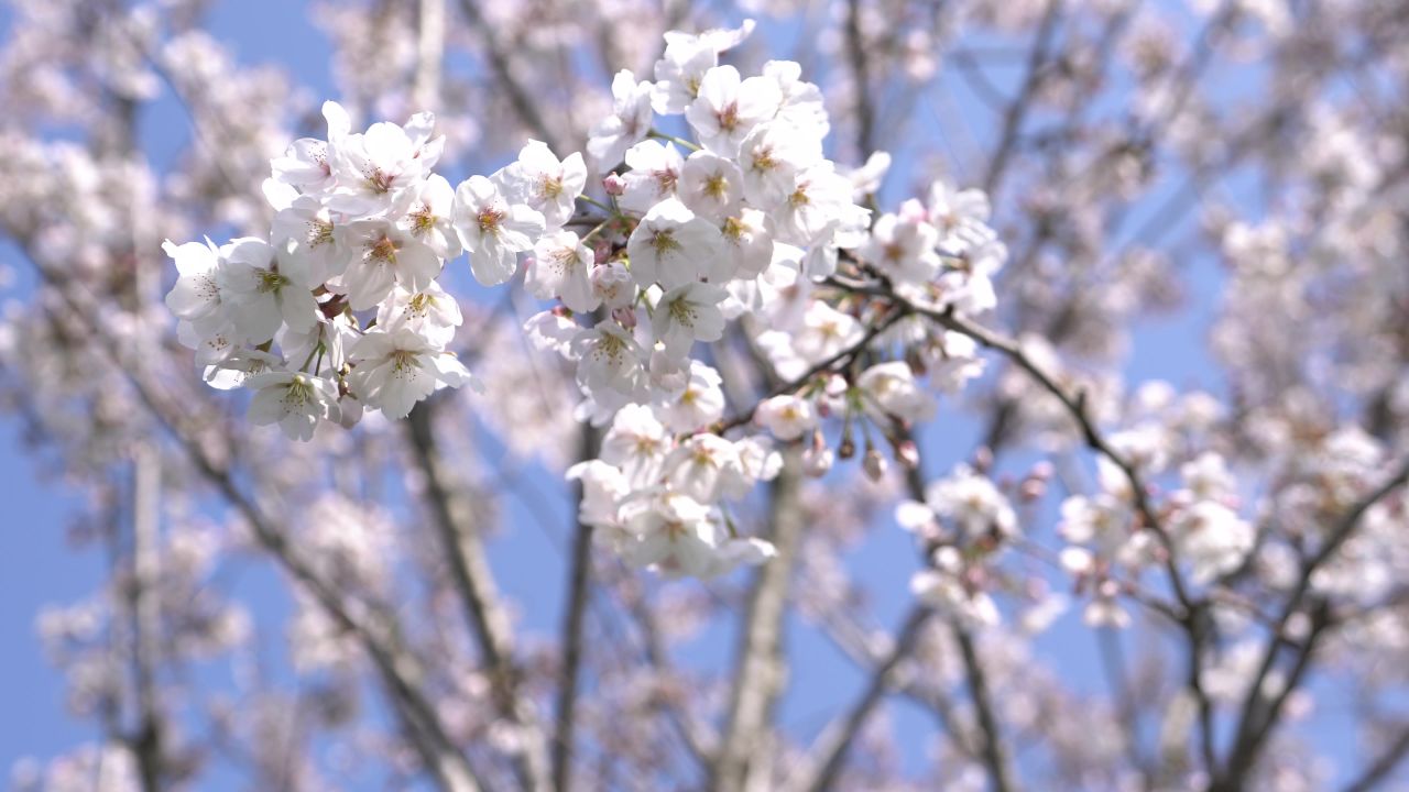 春日樱花 7