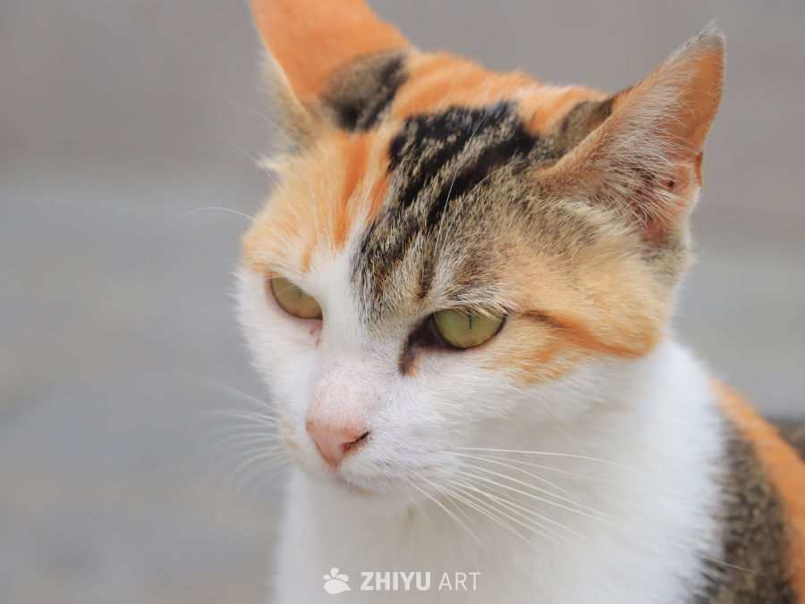 三色猫的凝视