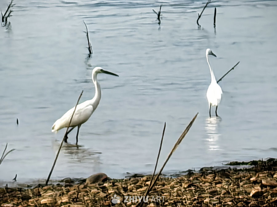 漠漠水田飞白鹭，阴阴夏木啭黄鹂