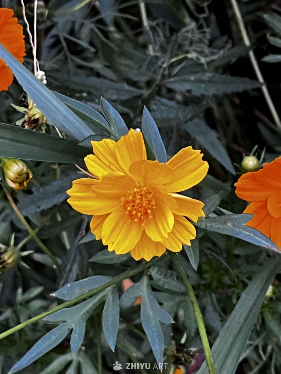 橙黄相间的花海